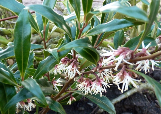 Christmas box...Sarcococca 'Digyna' (Sarcococca hookeriana (Sweet box))