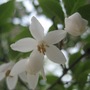 Japanese sonwbell (egonoki)