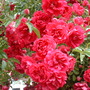 July_13th_2008_009.jpg