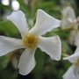 Trachelospermum asiaticum (Teikakazura)