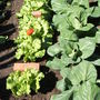 Lettuce & Cabbages