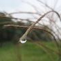 Japanese pampas grass