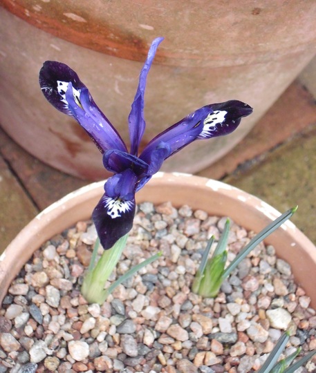 Dwarf Iris