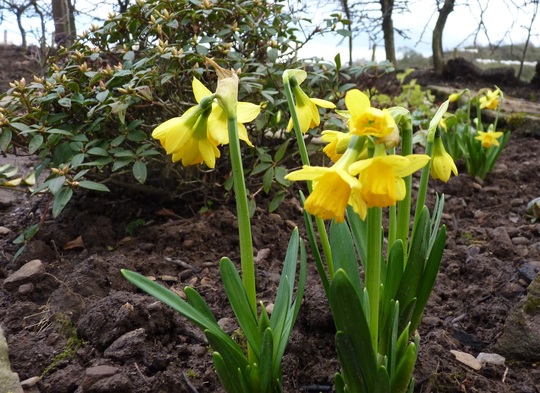 Narcissus 'Tete a Tete' in the heuchera corner under the plum tree.