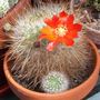 Flowering cactus