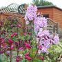 Phlox and Penstemon