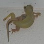 Gecko