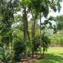 Garden11