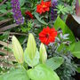 Garden__july__14th__2008