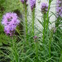 Liatris