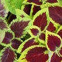 Coleus. July 2008 (Solenostemon scutellariodes)