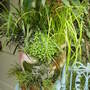 Garden__july__14th__2008