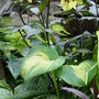 Garden__july__14th__2008