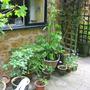 runner beans