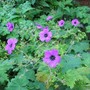 Hardy Geranium