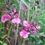 Salvia__icing_sugar_