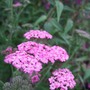 Achillea__lilac_beauty_
