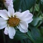 Dahlia  'Bishop of Llandaff'?  I don't think so!
