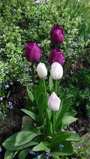 Tulip time