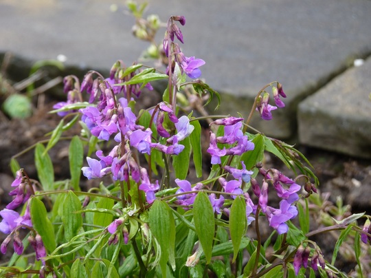 Lathyrus vernus (Lathyrus vernus (Fruhlingsplatterbse))