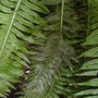 Blechnum