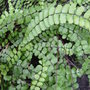 Maidenhair spleenwort fern. ' Asplenium trichomanes' (Asplenium trichomanes)