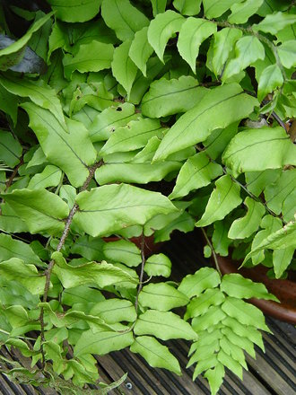 Holly fern 'Crytomium fortunei' (Crytomium fortunei)