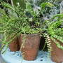 Garden__july__15th__2008