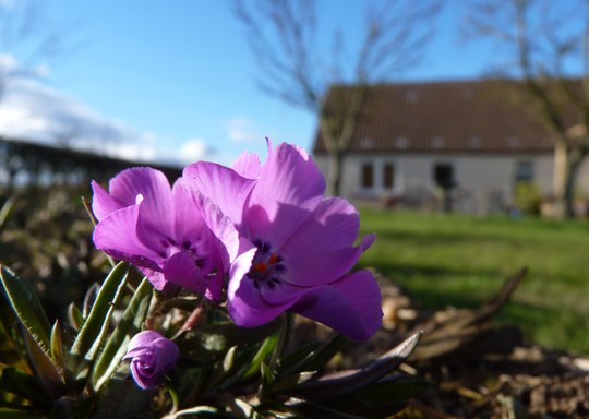 Phlox subulata 'Early Spring Purple' (Phlox subulata (Moss Phlox))