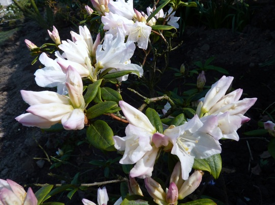Dwarf Rhododendron (*2 name unknown)