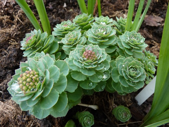 Rhodiola Rosea (Rhodiola rosea (Kingscrown))