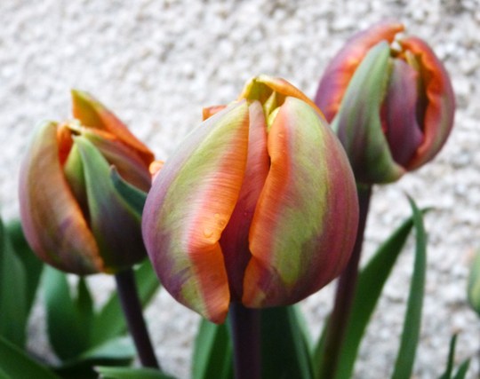 Tulip 'Orange Princess' (Tulip)
