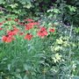 Helenium__moerheim_beauty_