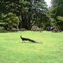 Trevarno
