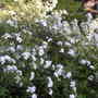 DSCN5089.jpg (Spiraea alba (Broadleaf White Spirea))