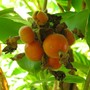 Fruit of a gingerplant