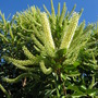 Grevillea baileyana (Grevillea baileyana)