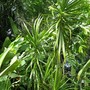 Dracaena_drago