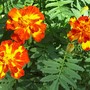 Marigolds