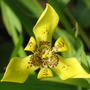 Neomarica longiflolia. (Neomarica longifolia)