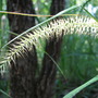 Pampas grass