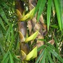 Bamboo