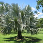 Bismarckia nobilis. (Bismarckia nobilis (Bismarck Fan Palm))