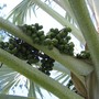 Bismarckia nobilis (Bismarckia nobilis (Bismarck Fan Palm))