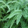 Dicranopteris linearis (Dicranopteris linearis)