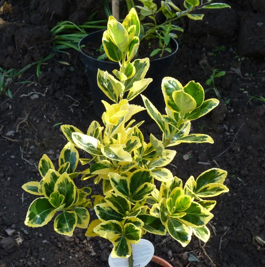 Euonymus (no var. name) small standard. (Euonymus fortunei (Euonymus))