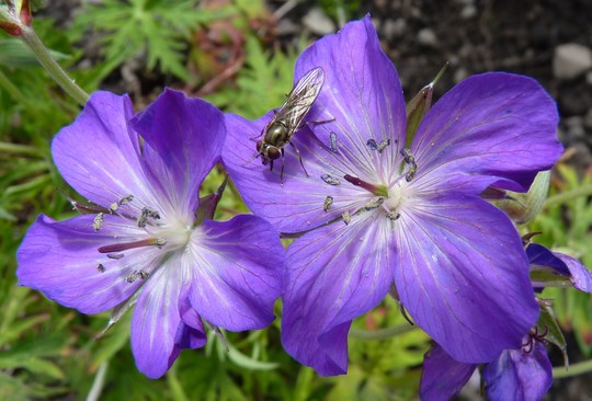 Geranium clarkeii 'Kashmir Purple' (Geranium clarkei)