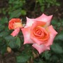 Today's rose.