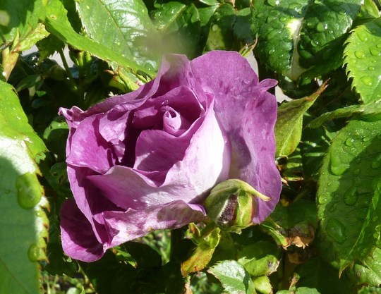 First Flower (hurray!) on my Standard Rose 'Blue For You'