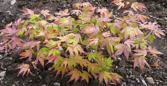 Acer Tsuma Gaki...for my records